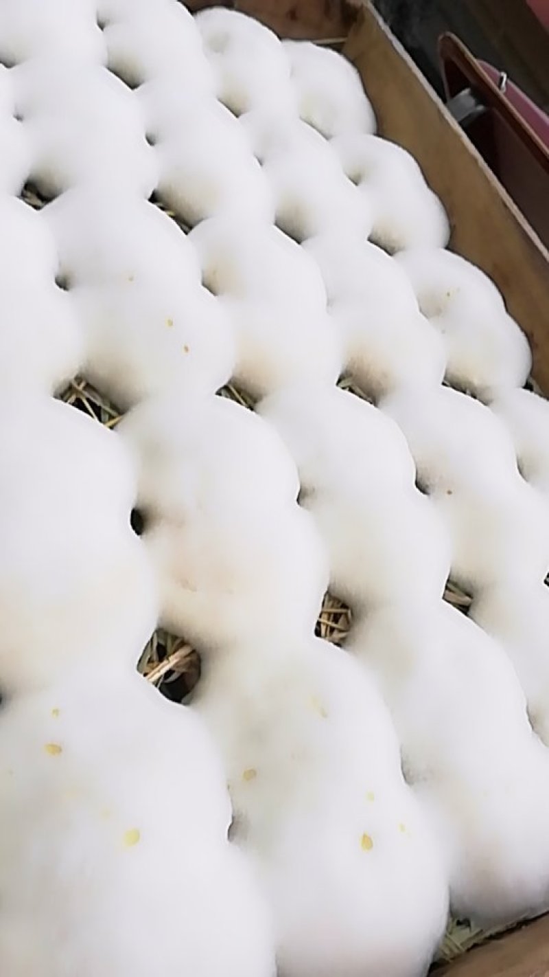 豆渣包