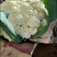 白面青梗松花菜上市了