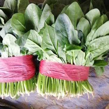 大叶波菜，大叶香菜，香芹，小白菜，蒜苗，莴笋，有机花