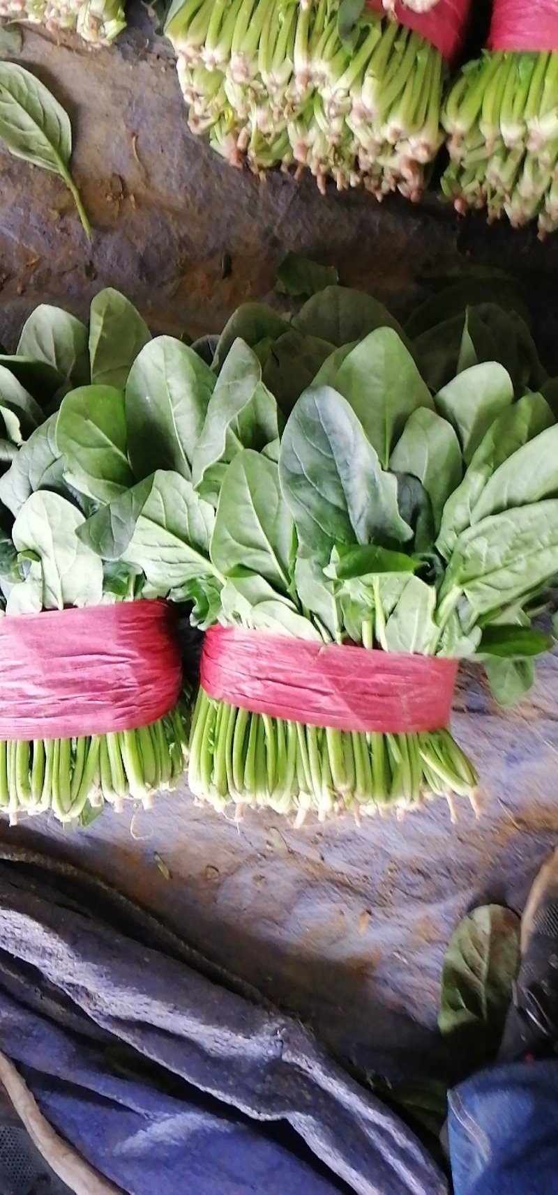 大叶波菜，大叶香菜，香芹，小白菜，蒜苗，莴笋，有机花