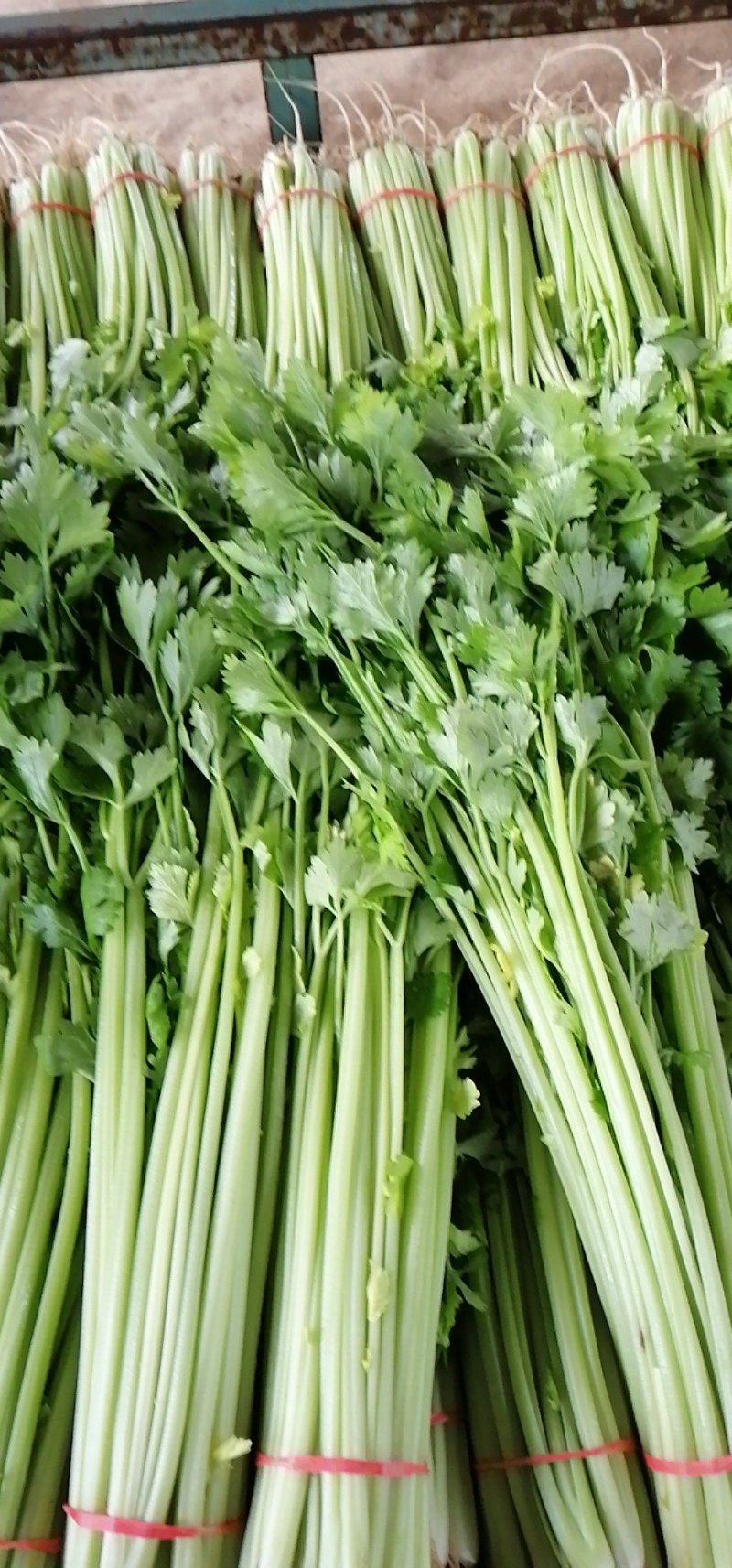 大叶波菜，大叶香菜，香芹，小白菜，蒜苗，莴笋，有机花