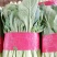 大叶波菜，大叶香菜，香芹，小白菜，蒜苗，莴笋，有机花