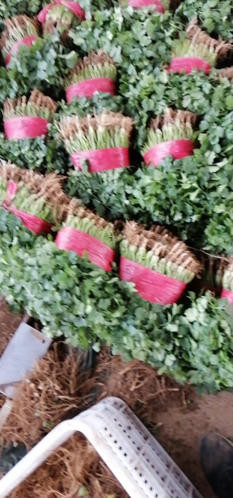 大叶波菜，大叶香菜，香芹，小白菜，蒜苗，莴笋，有机花