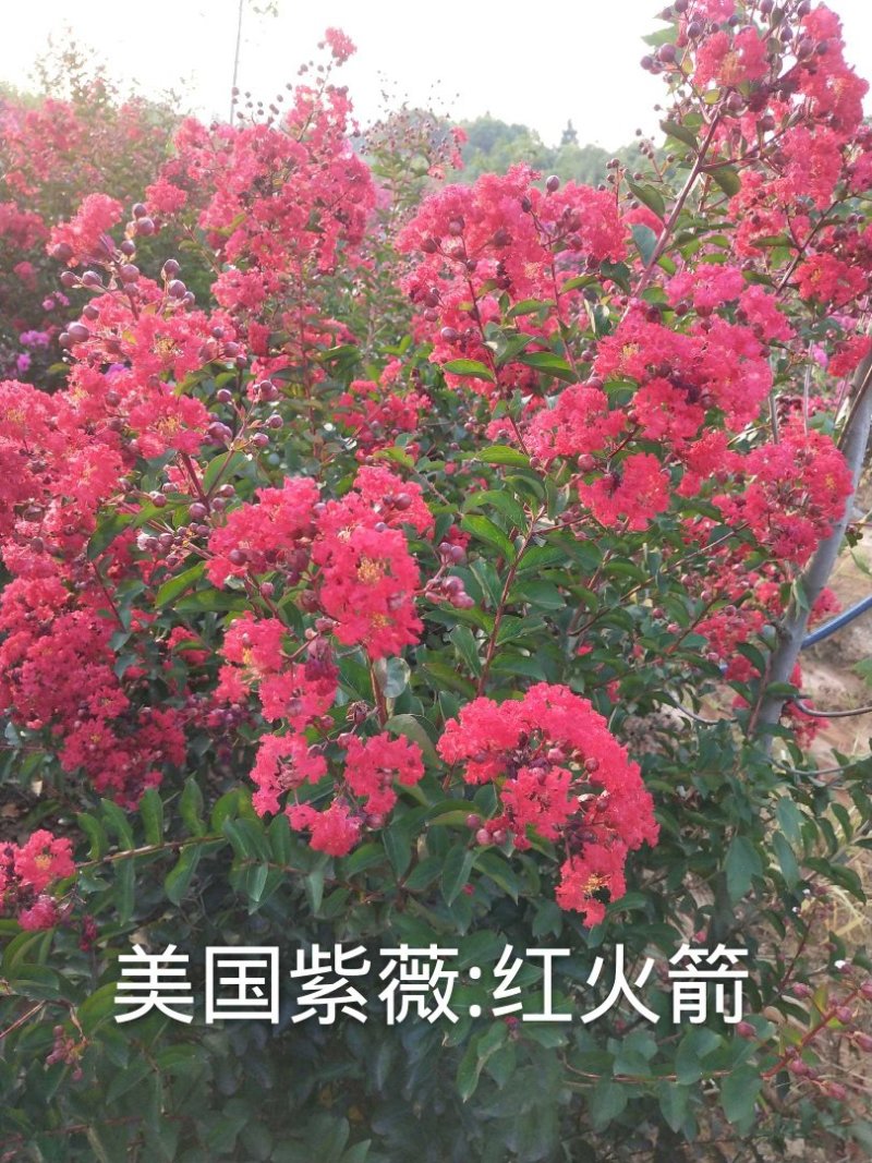 美国紫薇:天鹅绒、红火箭、红火球
