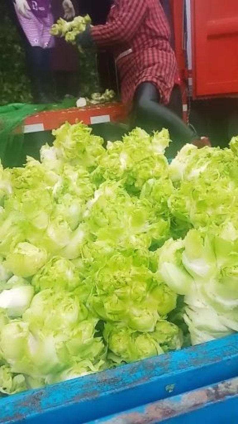 儿菜