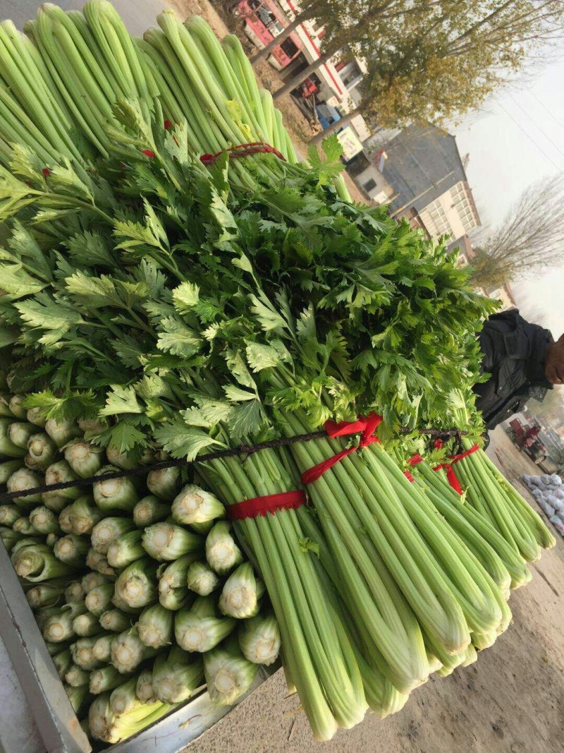 河南周口陆地温室大棚法国皇后芹菜大量上市求合作