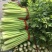 河南周口陆地温室大棚法国皇后芹菜大量上市求合作