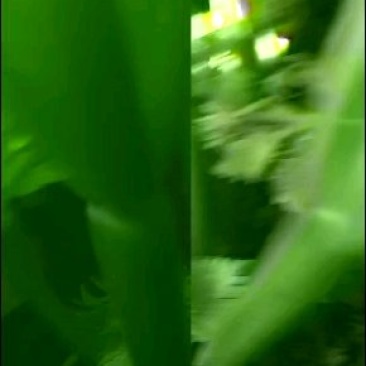 芹菜