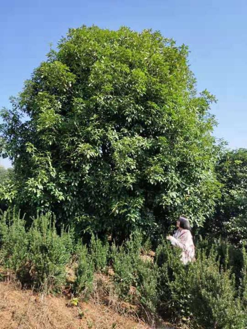 地笼桂花益阳桂花树农户一手货源老李自家带队挖树