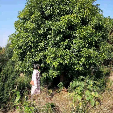 地笼桂花益阳桂花树农户一手货源老李自家带队挖树