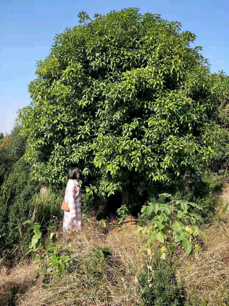 地笼桂花益阳桂花树农户一手货源老李自家带队挖树