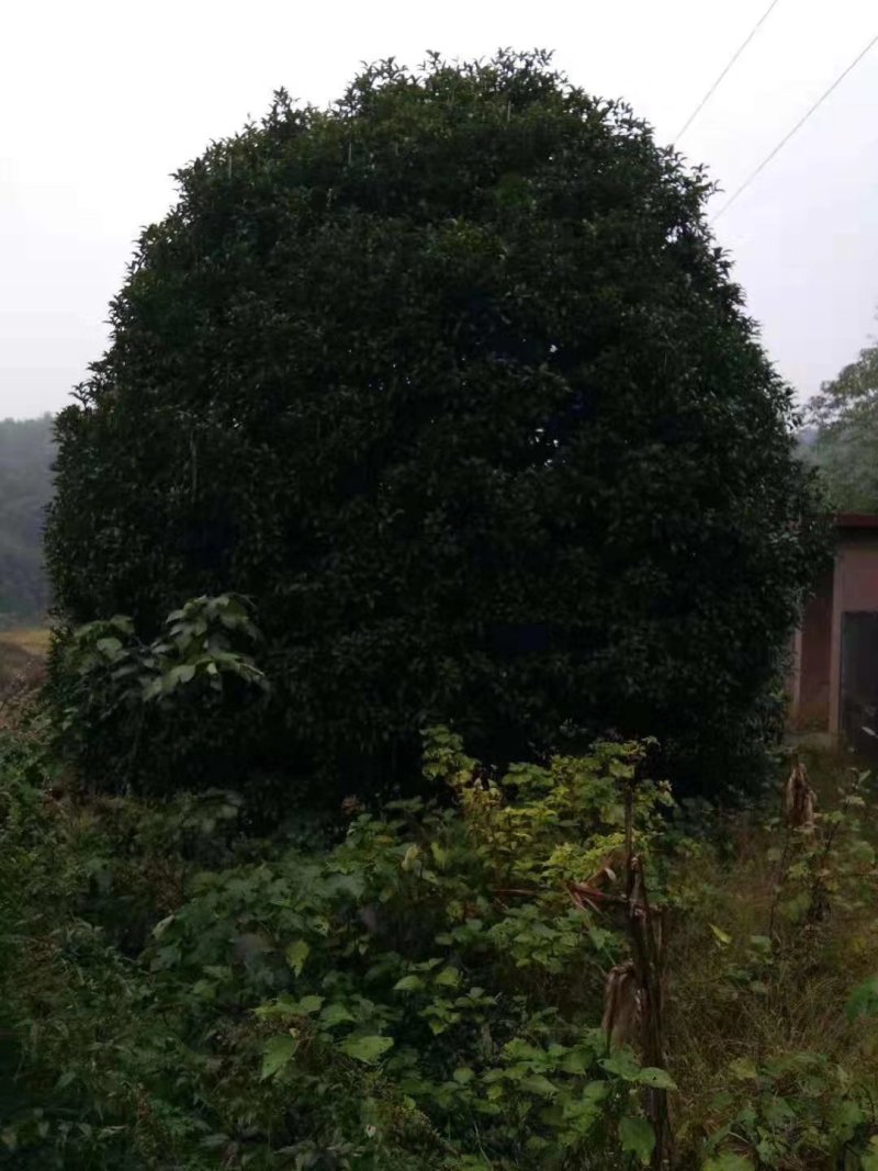 地笼桂花益阳桂花树农户一手货源老李自家带队挖树