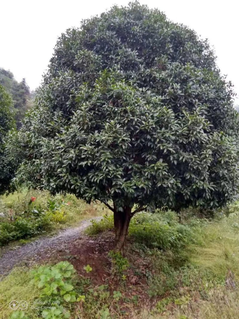 地笼桂花益阳桂花树农户一手货源老李自家带队挖树