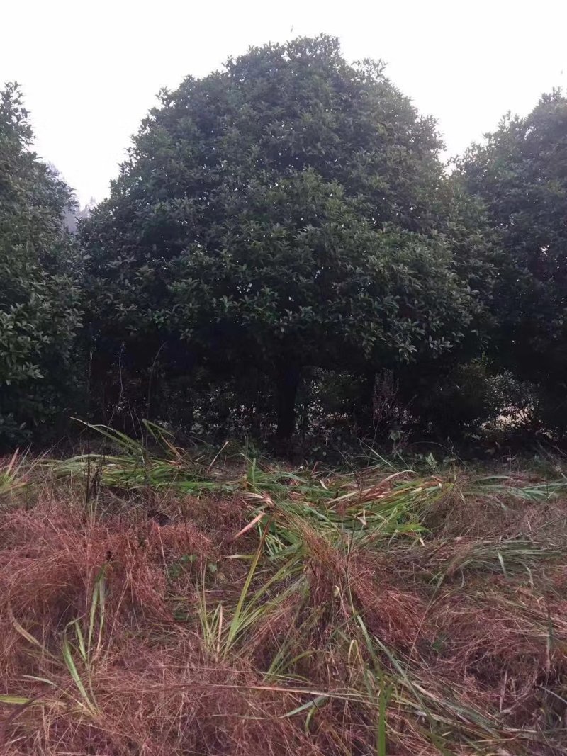 地笼桂花益阳桂花树农户一手货源老李自家带队挖树