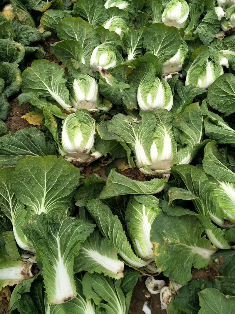 【有好货】短颗白菜青杂白菜大白菜新鲜万亩基地货