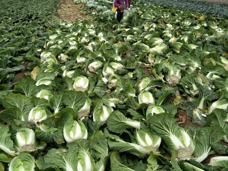 【有好货】短颗白菜青杂白菜大白菜新鲜万亩基地货