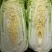 山东肥城新三号大白菜