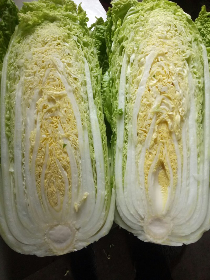 山东肥城新三号大白菜
