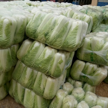 山东肥城新三号大白菜