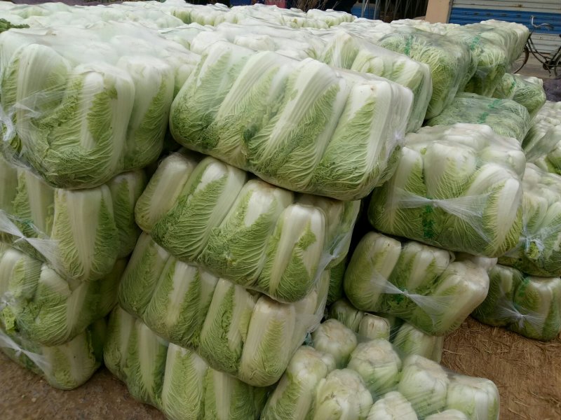 山东肥城新三号大白菜
