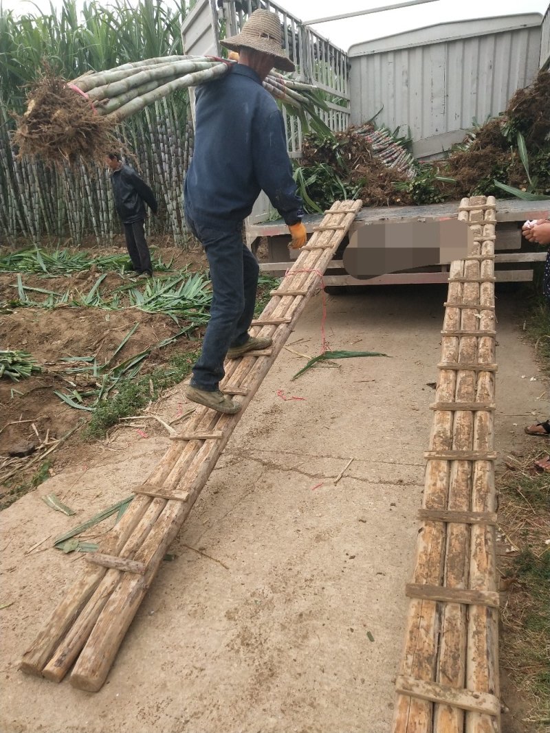 优质青皮甘蔗节长每节匀称直溜条形好表皮干净无裂口无糠心好