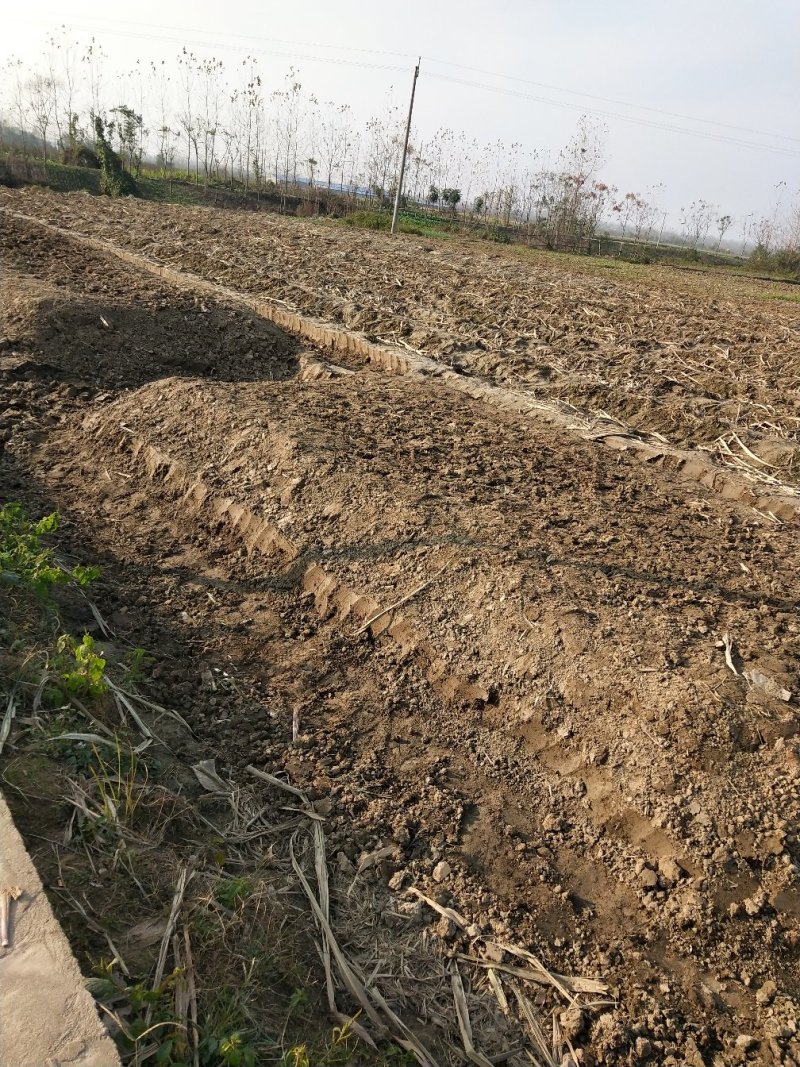 优质青皮甘蔗节长每节匀称直溜条形好表皮干净无裂口无糠心好
