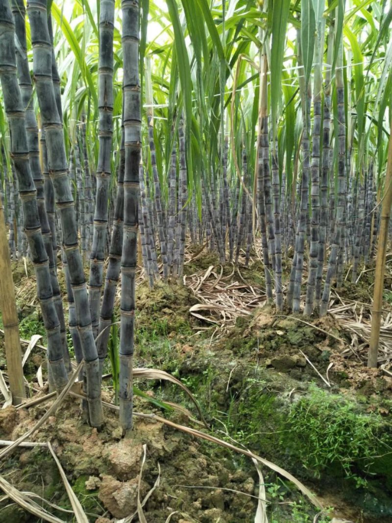 广西特产黑皮甘蔗产地直供，可到田头看货也视频看货电话联系