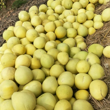 柚子已到尾声，