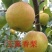 玉露香梨树