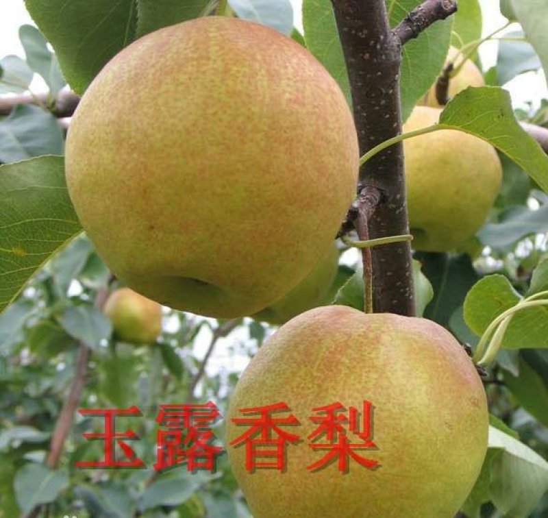 玉露香梨树