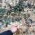 金银花金银花树桩
