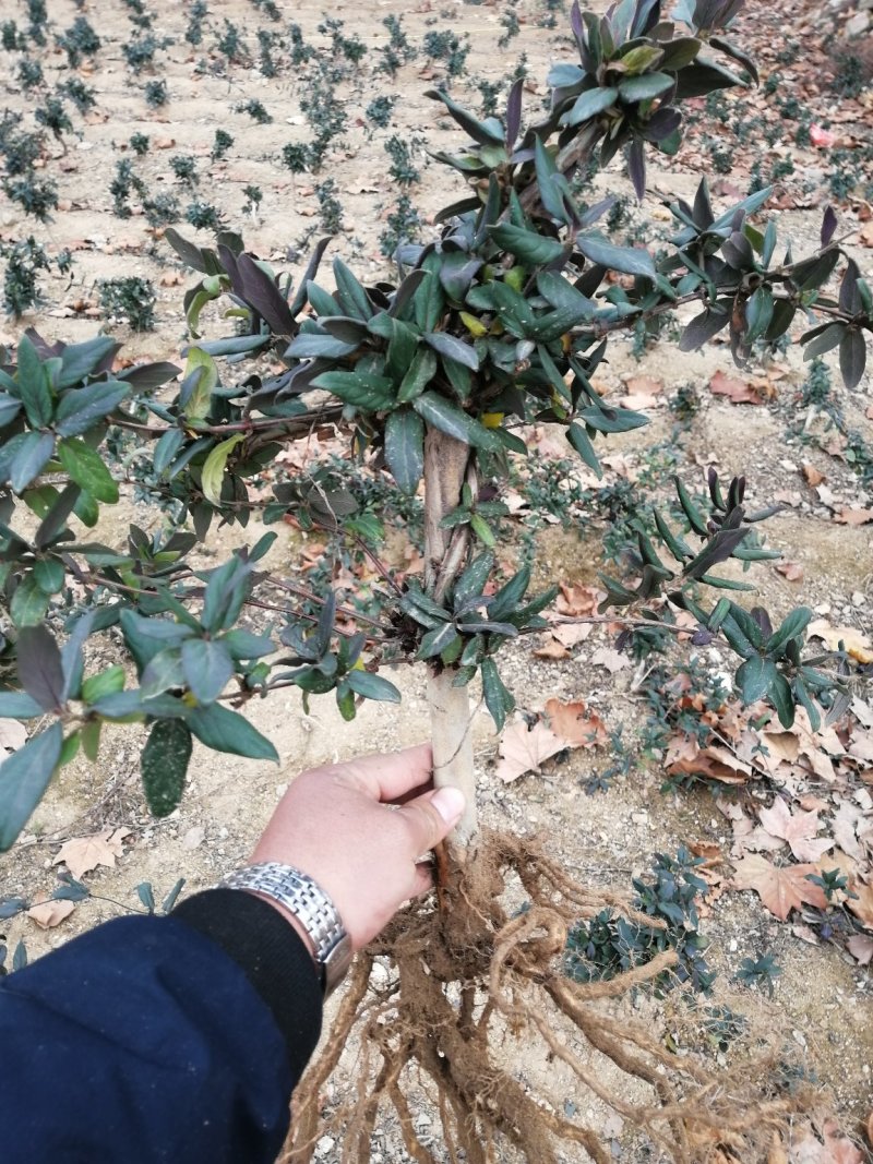 金银花金银花树桩