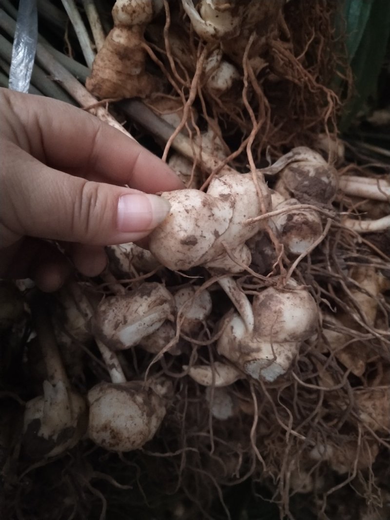 黄精种苗