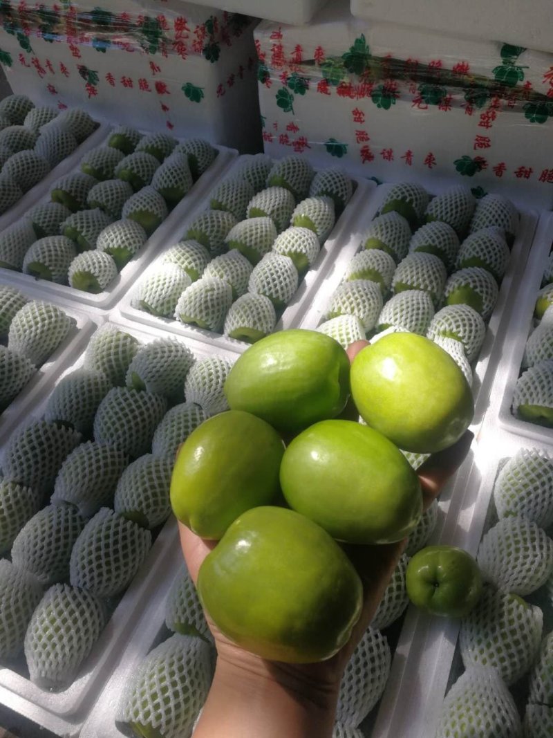云南元谋青枣，专业青枣11年，招代理
