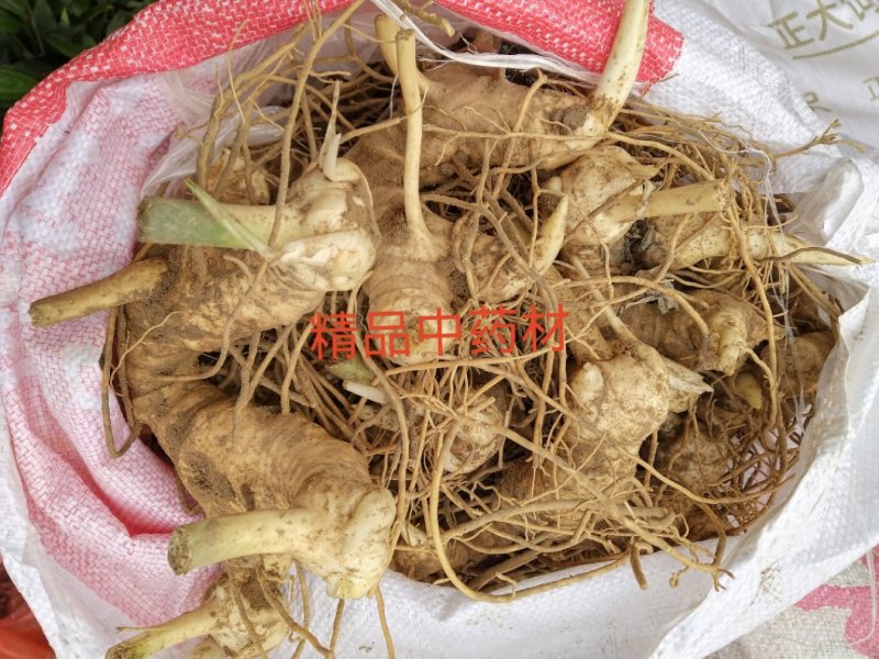黄精全芽块茎