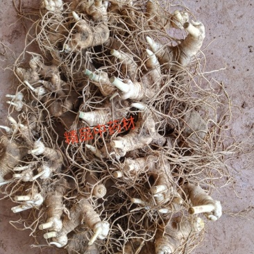 黄精全芽块茎
