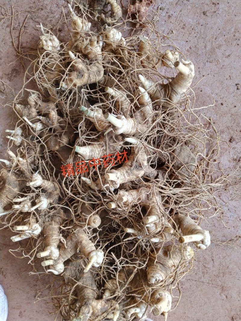 黄精全芽块茎