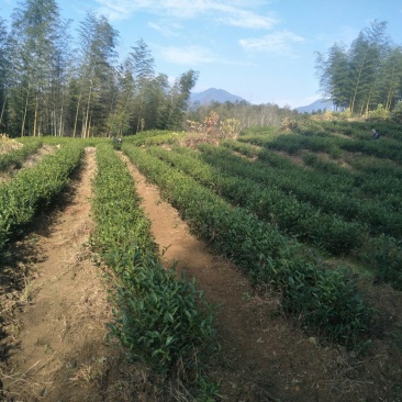 20亩茶山长期对外承包出租