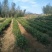20亩茶山长期对外承包出租