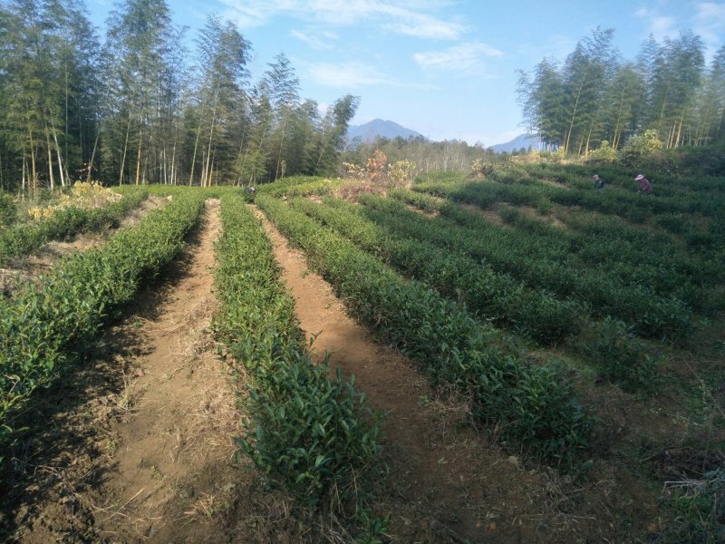 20亩茶山长期对外承包出租