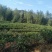 20亩茶山长期对外承包出租
