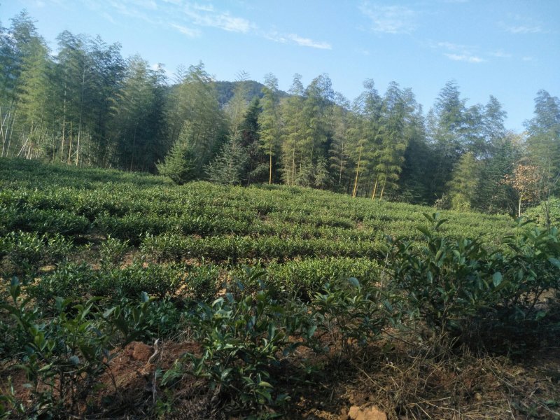 20亩茶山长期对外承包出租