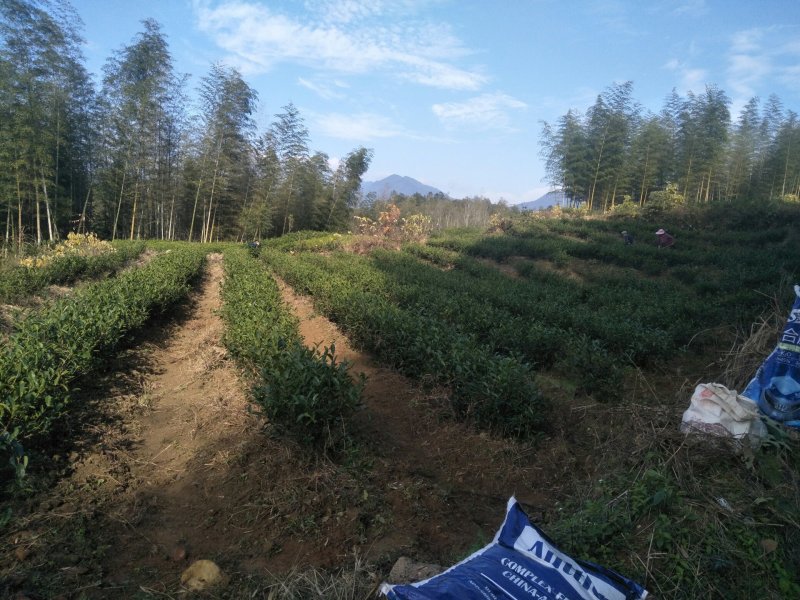 20亩茶山长期对外承包出租