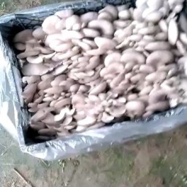 平菇