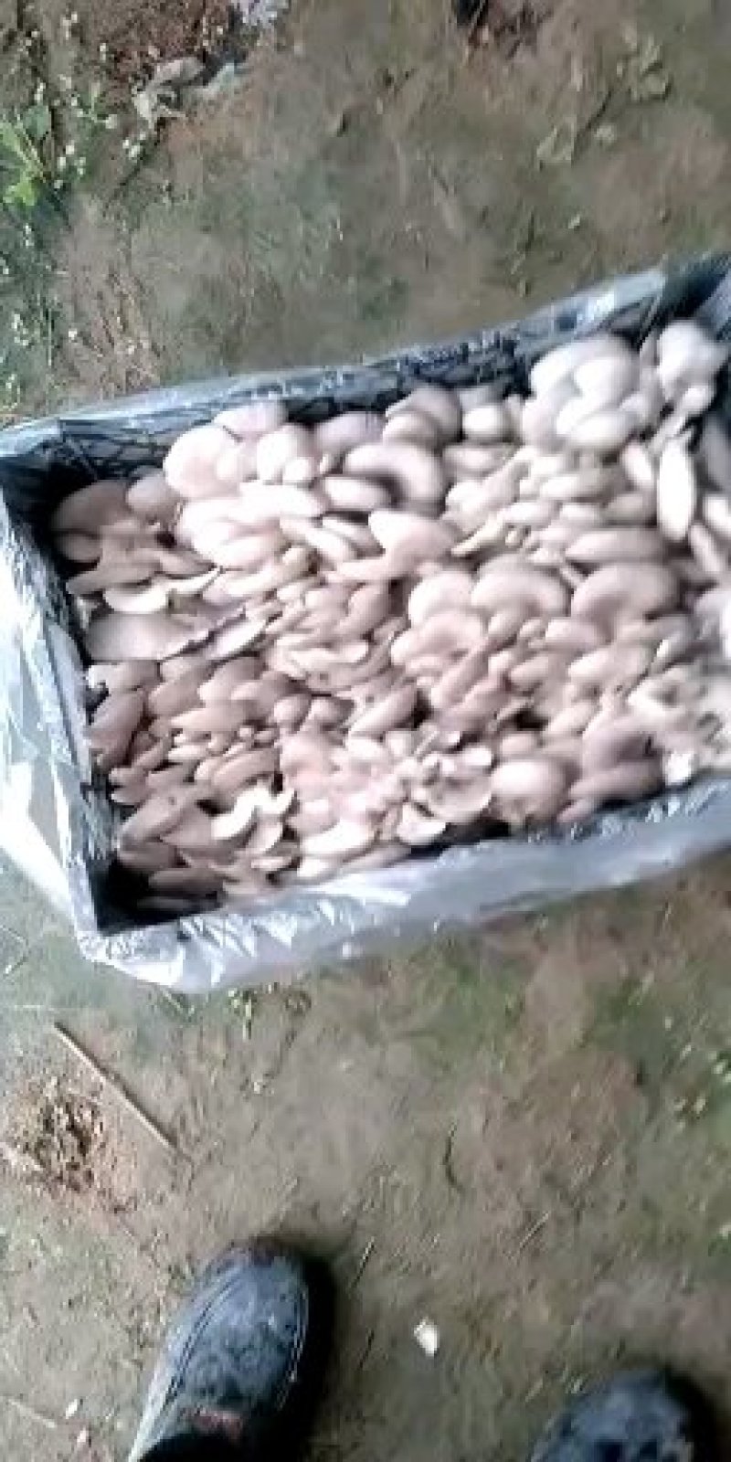 平菇