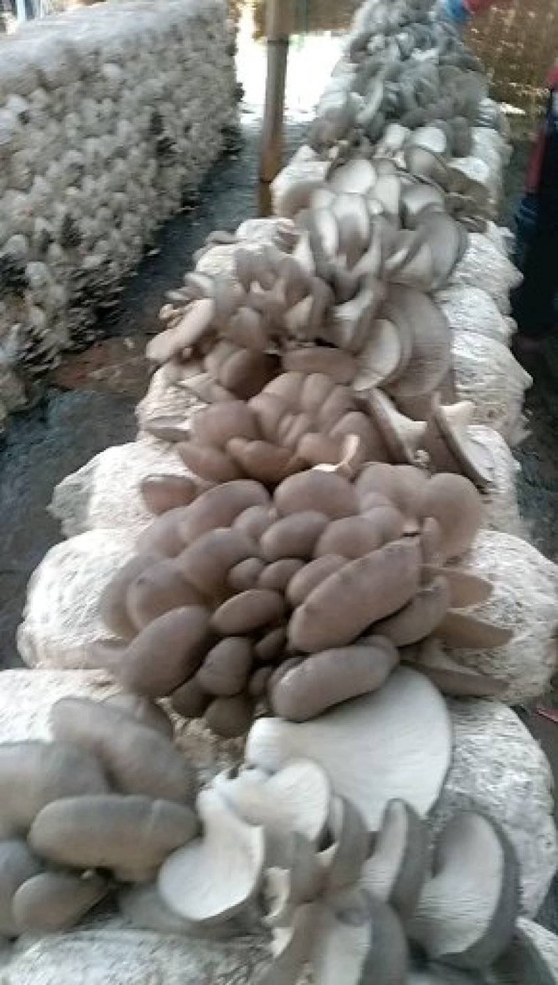 平菇