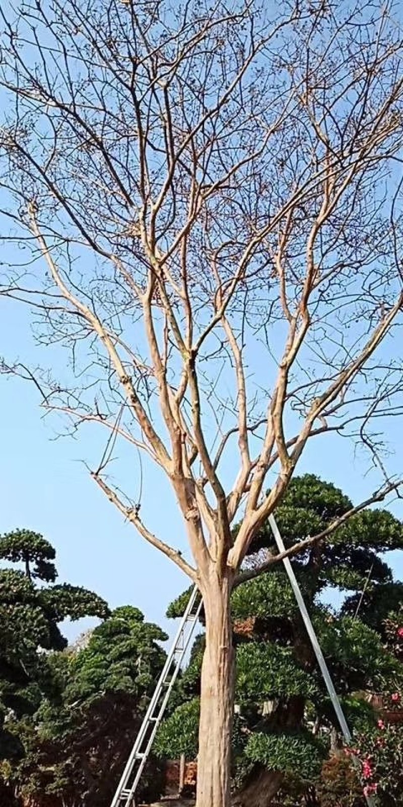 红花老紫薇