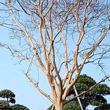 红花老紫薇