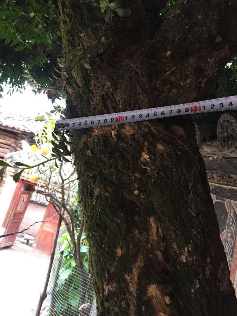 雀舌黄杨（万年青）