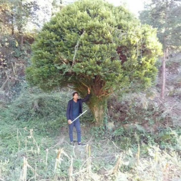 雀舌黄杨（万年青）